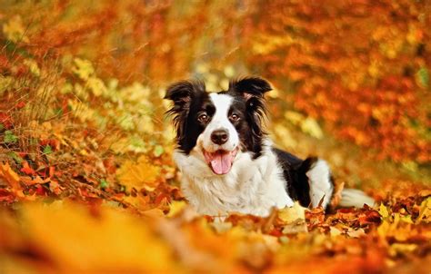 Autumn And Dog Wallpapers - Wallpaper Cave