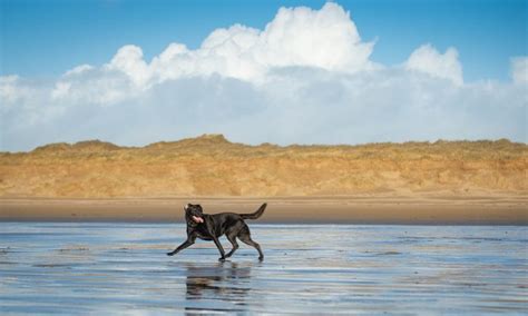 Are Dogs Allowed on Saunton Sands Beach? – Pet Help Reviews UK