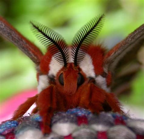 Cecropia Moth - Hyalophora cecropia - BugGuide.Net