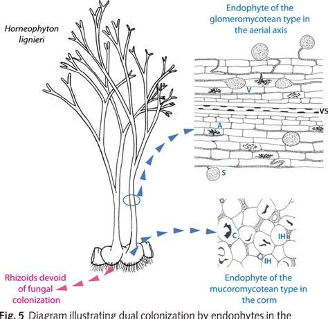 Glomeromycota Life Cycle