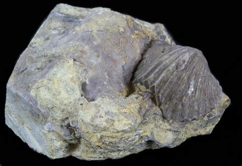 Platystrophia Brachiopod Fossil From Kentucky (#35127) For Sale - FossilEra.com