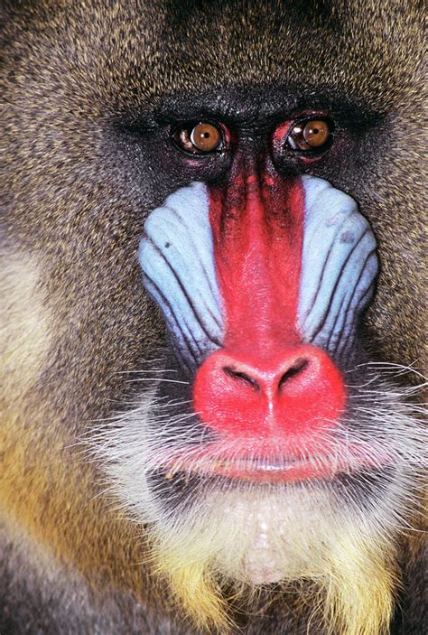 Face Of Male Mandrill Baboon Mandrillus Photograph by Animal Images