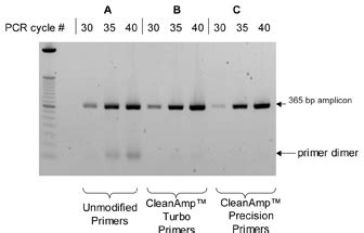 Glen Report 21.11: Hot Start PCR update: CleanAmp™ Primers