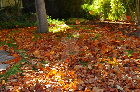 Leaves Blowing in The Wind by courtneyyamisgirl on DeviantArt