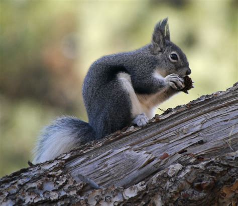 Abert's Squirrel (Wildlife of El Paso County and Pikes Peak, Colorado ...