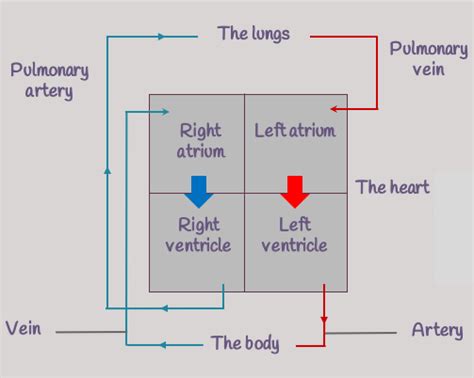 With the help of a diagram, explain the circulation of blood.