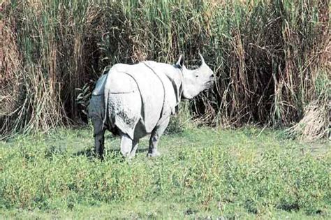 World Rhino Day: Why Assam is burning nearly 2,500 one-horned rhino horns - Science News | The ...