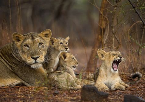 Canine Virus, Parasites Kill 24 Endangered Lions in India | The ...