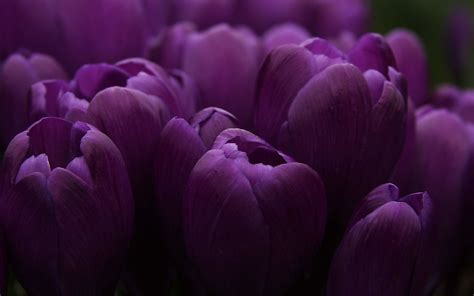 Purple Flowers Wallpapers (76+ images)