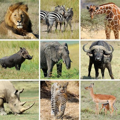 Afrikanische Tiercollage - Stockfotografie: lizenzfreie Fotos © VolodymyrBur 44112895 ...