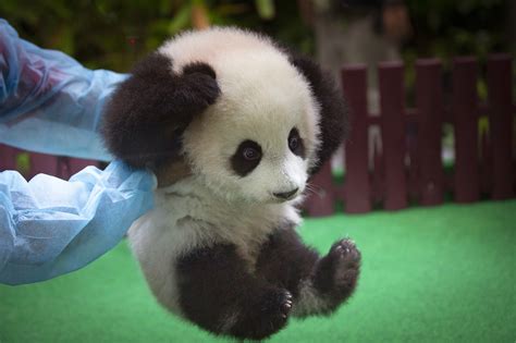 Baby panda photos: Cub born in Malaysia makes her debut