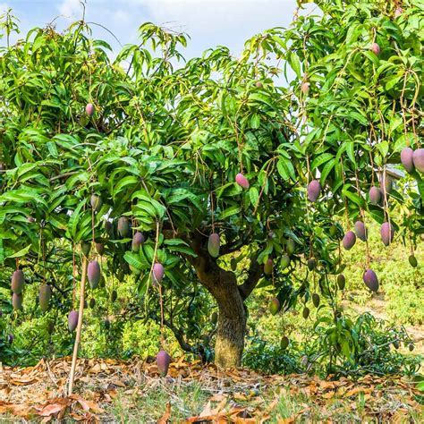 Glenn Mango Trees for Sale – FastGrowingTrees.com