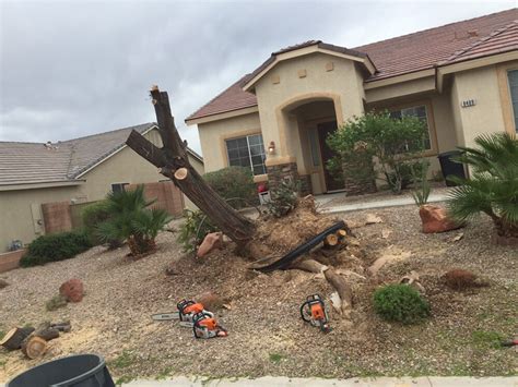 Tree Removal - Las Vegas Superior Tree Service