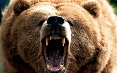 7 Rules When Bankers Face the Bear - Gonzobanker