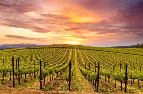 15 Best Napa Valley Wine Tours - The Crazy Tourist