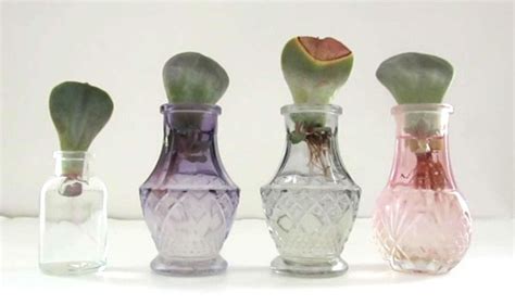 Propagate Succulents in Water or Soil, Which Method is Best? in 2021 | Propagating succulents ...