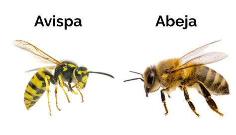 Qué hacer si te pica una avispa o una abeja | EnfermeríaTV