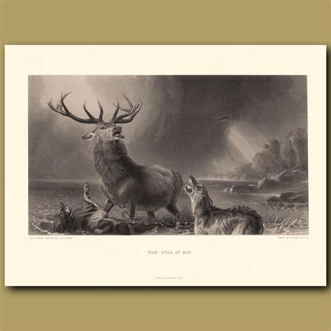 The Stag at Bay. Genuine antique print for sale.