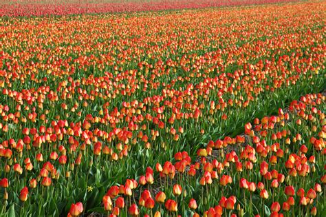 Tulip Field Background Free Stock Photo - Public Domain Pictures