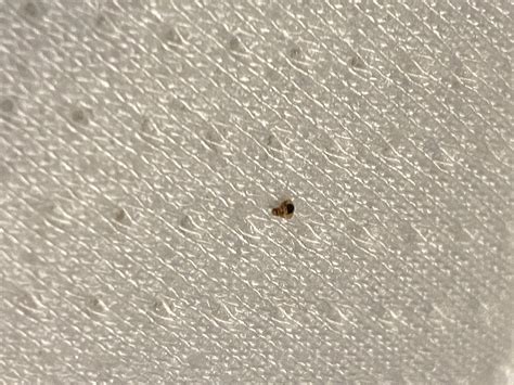 What is this a shell of? A bed bug? : r/whatsthisbug