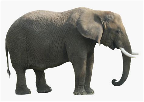 Elephant Png Hd : African bush elephant asian elephant african forest ...