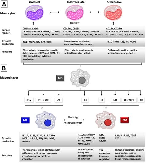 Monocyte and macrophage subsets along the continuum to heart failure ...