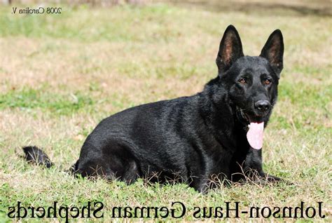 Black German Shepherd Breeders Near Me | PETSIDI