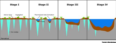 The Process of Thermokarst Lake Formation in Ice-rich Yedoma ...