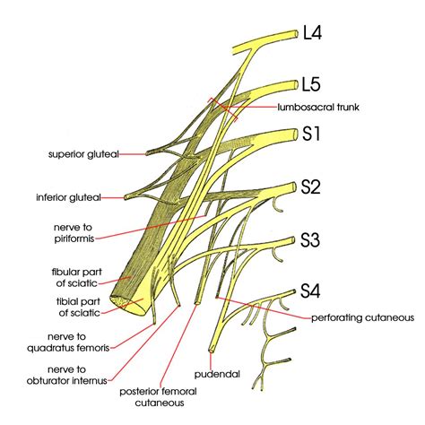 Female Pelvis Diagram Labeled 6264 | The Best Porn Website