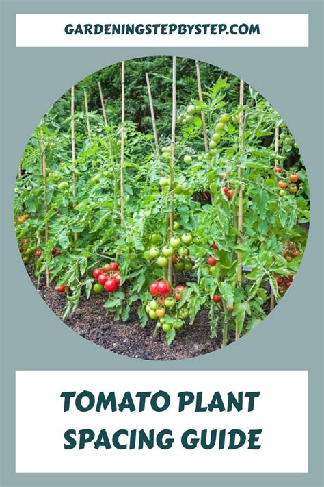 Tomato Plant Spacing Guide in 2024 | Tomato seedlings, Growing food, Perennial garden design