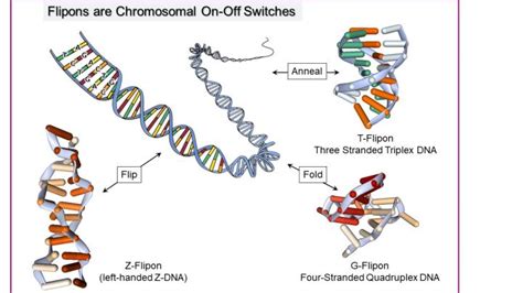 Genome evolution goes digital | EurekAlert!