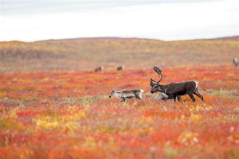 Caribou may be adjusting to earlier spring, study shows | Faculty of Science