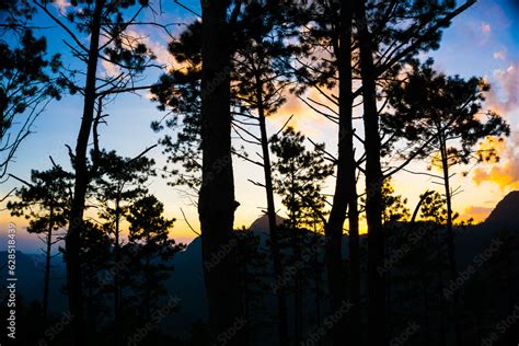 Silhouette sunset pine tree on mountain forest sky with cloud Stock Photo | Adobe Stock