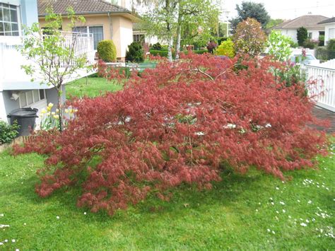 Red Lace Leaf Japanese Maple, Acer palmatum atropurpureum dissectum, Tree Seeds - Tree Seeds