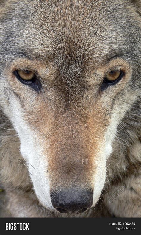 Wolf Face Close- Image & Photo (Free Trial) | Bigstock