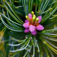 Japanese white pine bonsai care