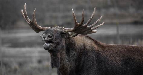 Colorado Hunter Severely Injured After Being Gored By A Moose