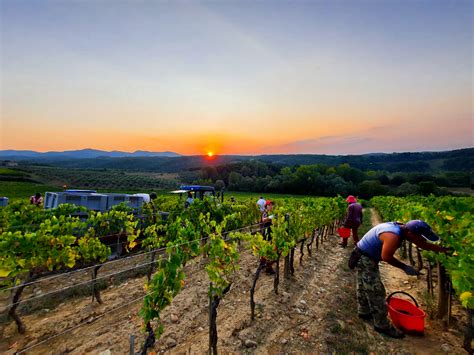 Grape Harvest 2020: mission accomplished! | Ricasoli 1141