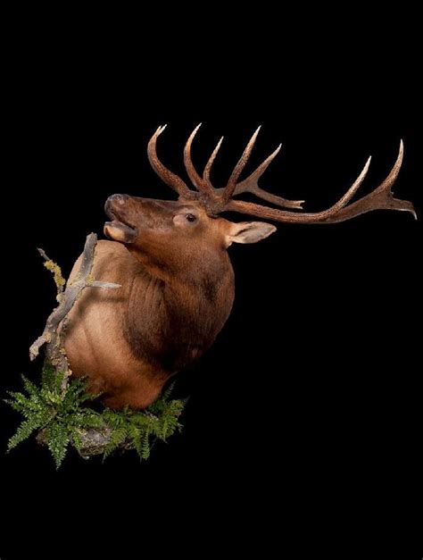 100+ ideas to try about Elk mounts. | Aspen trees, Habitats and Bull elk