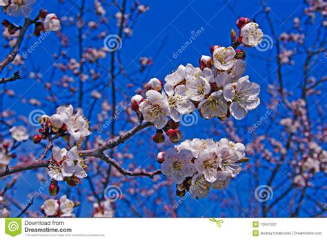 Bright spring flowers stock image. Image of white, solar - 12041021