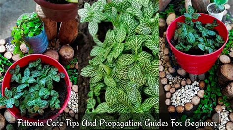 Fittonia Albivenis Plant Care Tips And Propagation Guide For Beginner ...