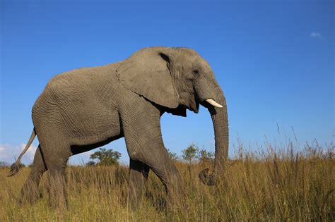 229 y.o elephant found in Australia | Welcome To Country