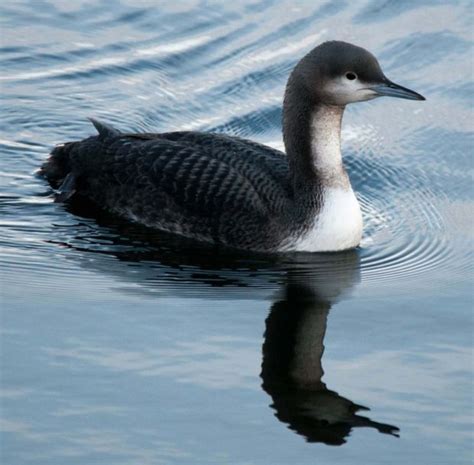 Montana Birding: Pacific Loon a rare visitor to Upper Clark Fork River ...