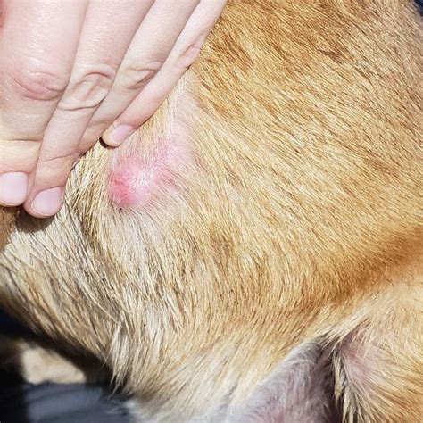 Lumps Be Gone Fatty Mass Dog Warts Lumps Bumps Natural | Etsy | Dog warts, Dog toothpaste, Warts