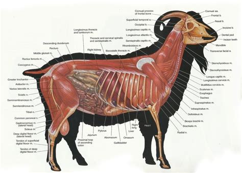 Animal anatomy, Anatomy, Large animals