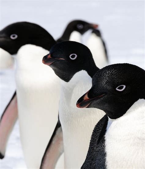 Penguins – Australian Antarctic Program