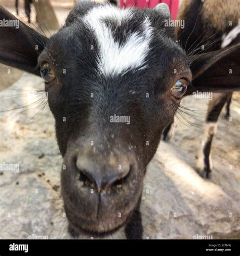 Curious baby goat Stock Photo - Alamy