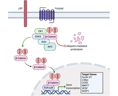 Aberrant Wnt/β-catenin signalling with mutated CTNNB1. T41A and S45F... | Download Scientific ...