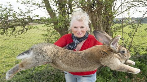 Meet the next contender for the world's biggest rabbit - The Washington Post