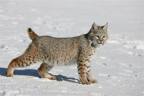 Young Bobcat stock photo. Image of fauna, mammal, nature - 10506282 ...